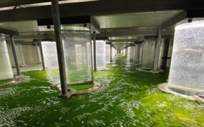 The power of micro algae in water treatment