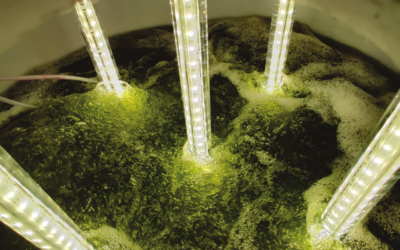 Green power: Harnessing algae to clean water and fight climate change